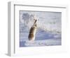 White-Tailed Jackrabbit-Shlomo Waldmann-Framed Photographic Print