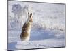 White-Tailed Jackrabbit-Shlomo Waldmann-Mounted Photographic Print