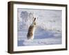 White-Tailed Jackrabbit-Shlomo Waldmann-Framed Photographic Print