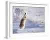 White-Tailed Jackrabbit-Shlomo Waldmann-Framed Photographic Print