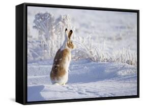 White-Tailed Jackrabbit-Shlomo Waldmann-Framed Stretched Canvas