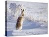 White-Tailed Jackrabbit-Shlomo Waldmann-Stretched Canvas