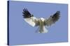 White-Tailed Kite Hovering-Hal Beral-Stretched Canvas