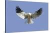 White-Tailed Kite Hovering-Hal Beral-Stretched Canvas