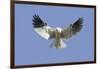 White-Tailed Kite Hovering-Hal Beral-Framed Photographic Print