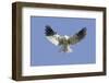 White-Tailed Kite Hovering-Hal Beral-Framed Photographic Print