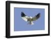 White-Tailed Kite Hovering-Hal Beral-Framed Photographic Print