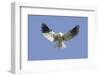 White-Tailed Kite Hovering-Hal Beral-Framed Photographic Print