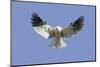 White-Tailed Kite Hovering-Hal Beral-Mounted Photographic Print