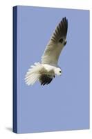 White-Tailed Kite Hunting-Hal Beral-Stretched Canvas