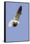 White-Tailed Kite Hunting-Hal Beral-Framed Stretched Canvas