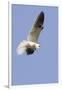 White-Tailed Kite Hunting-Hal Beral-Framed Photographic Print