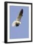 White-Tailed Kite Hunting-Hal Beral-Framed Photographic Print