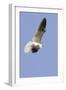 White-Tailed Kite Hunting-Hal Beral-Framed Photographic Print