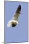 White-Tailed Kite Hunting-Hal Beral-Mounted Photographic Print