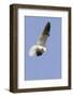 White-Tailed Kite Hunting-Hal Beral-Framed Photographic Print