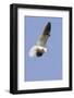 White-Tailed Kite Hunting-Hal Beral-Framed Photographic Print