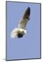 White-Tailed Kite Hunting-Hal Beral-Mounted Photographic Print