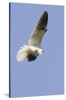 White-Tailed Kite Hunting-Hal Beral-Stretched Canvas