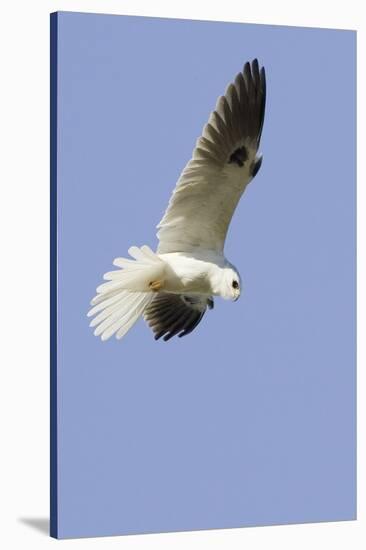 White-Tailed Kite Hunting-Hal Beral-Stretched Canvas