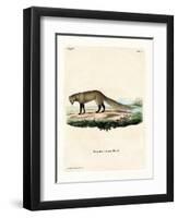 White-Tailed Mongoose-null-Framed Premium Giclee Print
