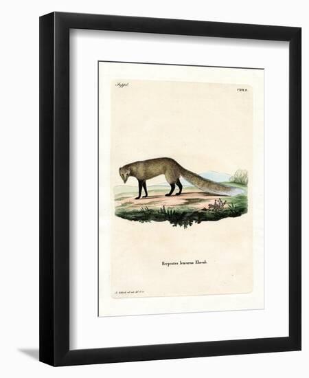 White-Tailed Mongoose-null-Framed Premium Giclee Print