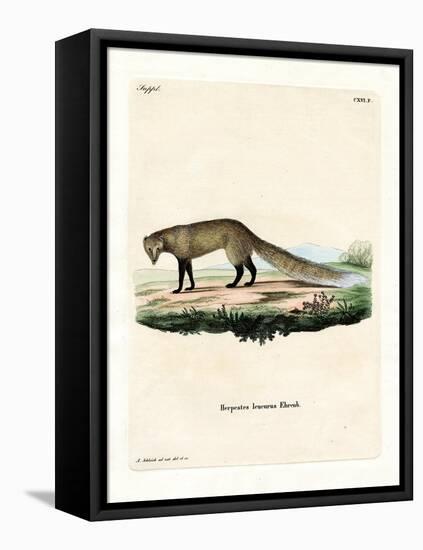 White-Tailed Mongoose-null-Framed Stretched Canvas