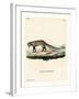 White-Tailed Mongoose-null-Framed Giclee Print