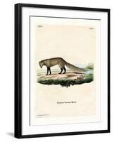 White-Tailed Mongoose-null-Framed Giclee Print