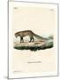 White-Tailed Mongoose-null-Mounted Giclee Print