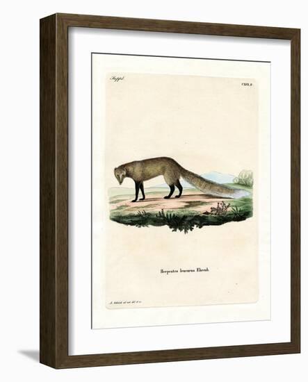 White-Tailed Mongoose-null-Framed Giclee Print