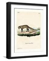 White-Tailed Mongoose-null-Framed Giclee Print