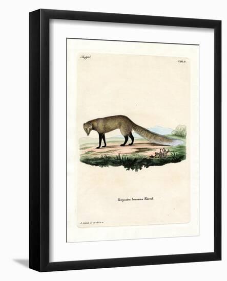 White-Tailed Mongoose-null-Framed Giclee Print