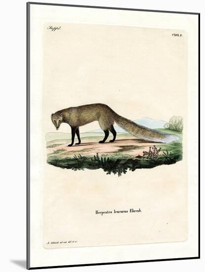 White-Tailed Mongoose-null-Mounted Giclee Print