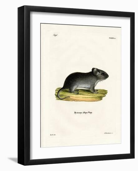 White-Tailed Mouse-null-Framed Giclee Print