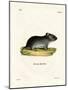 White-Tailed Mouse-null-Mounted Giclee Print