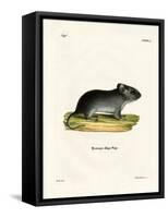 White-Tailed Mouse-null-Framed Stretched Canvas