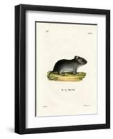 White-Tailed Mouse-null-Framed Premium Giclee Print