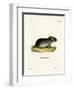 White-Tailed Mouse-null-Framed Premium Giclee Print