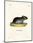 White-Tailed Mouse-null-Mounted Premium Giclee Print
