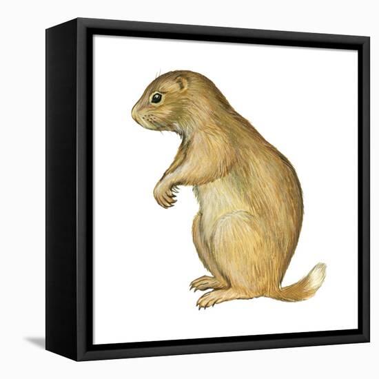 White-Tailed Prairie Dog (Cynomys Gunnisoni), Mammals-Encyclopaedia Britannica-Framed Stretched Canvas