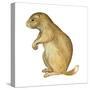 White-Tailed Prairie Dog (Cynomys Gunnisoni), Mammals-Encyclopaedia Britannica-Stretched Canvas