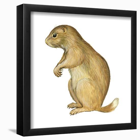 White-Tailed Prairie Dog (Cynomys Gunnisoni), Mammals-Encyclopaedia Britannica-Framed Poster