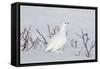 White-Tailed Ptarmigan Male in Snow-null-Framed Stretched Canvas