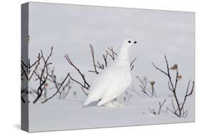 White-Tailed Ptarmigan Male in Snow-null-Stretched Canvas