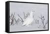 White-Tailed Ptarmigan Male in Snow-null-Framed Stretched Canvas