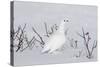 White-Tailed Ptarmigan Male in Snow-null-Stretched Canvas