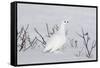 White-Tailed Ptarmigan Male in Snow-null-Framed Stretched Canvas