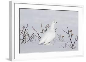 White-Tailed Ptarmigan Male in Snow-null-Framed Photographic Print