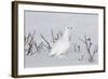 White-Tailed Ptarmigan Male in Snow-null-Framed Photographic Print